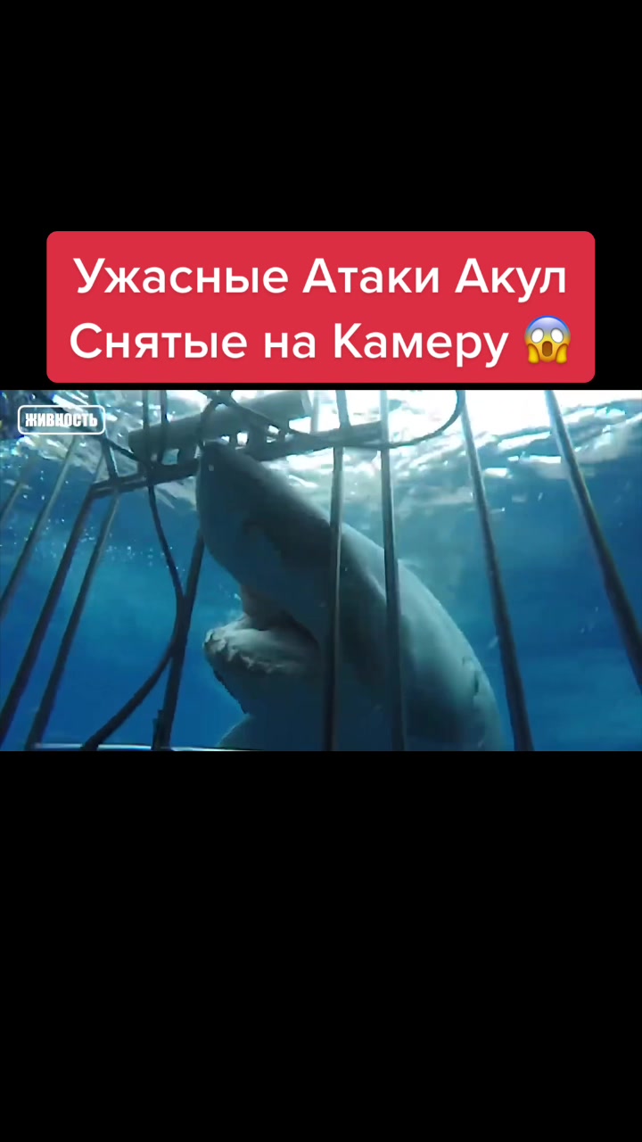 @Живность