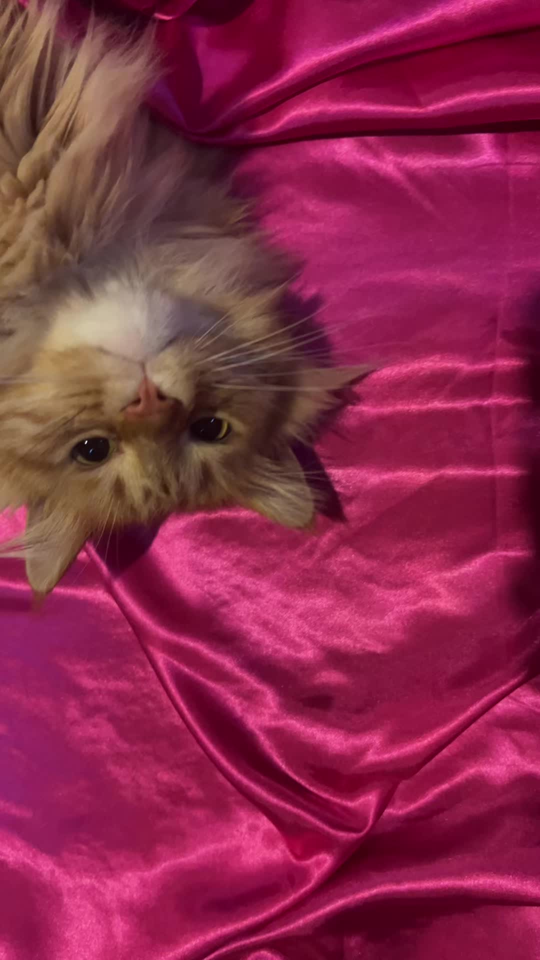 @Binxyycat