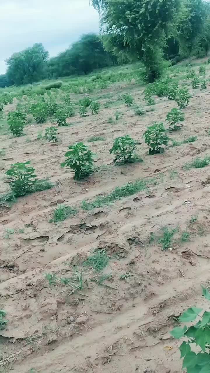 @dadri aala baba 1211