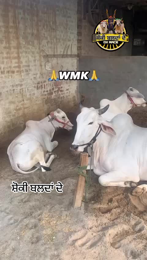 @shounki_balda_de