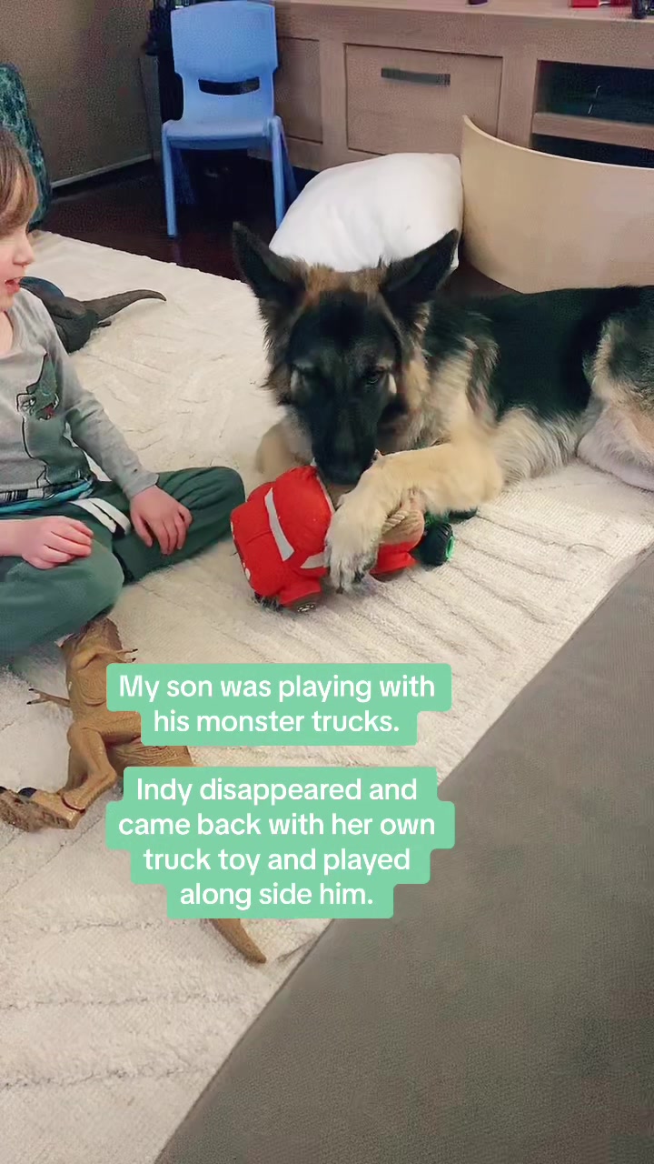 @Indy German Shepherd