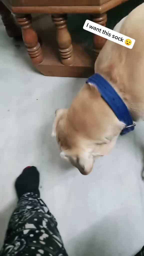 @Cute Doggo 🐶
