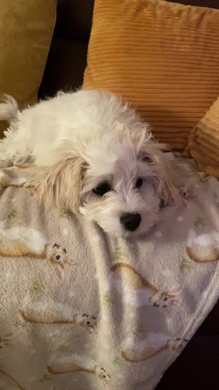 @🐕Fʟᴏssʏ🐕