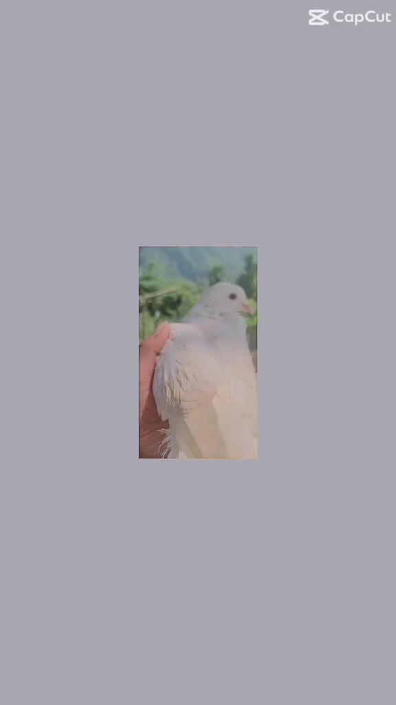 @Himal vai❣️🥀💝