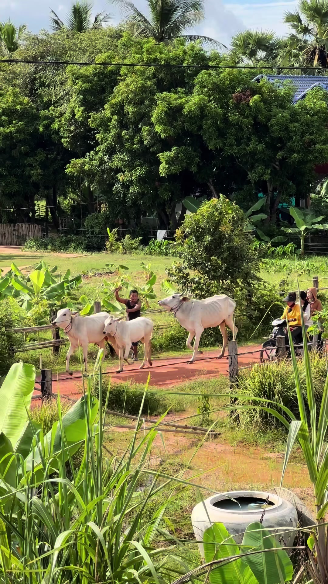 @កូនចាបមាស