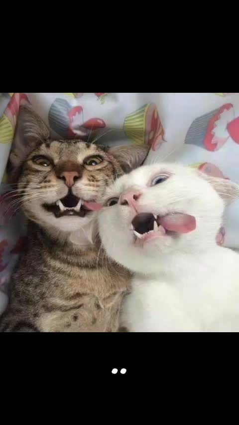 @nisa