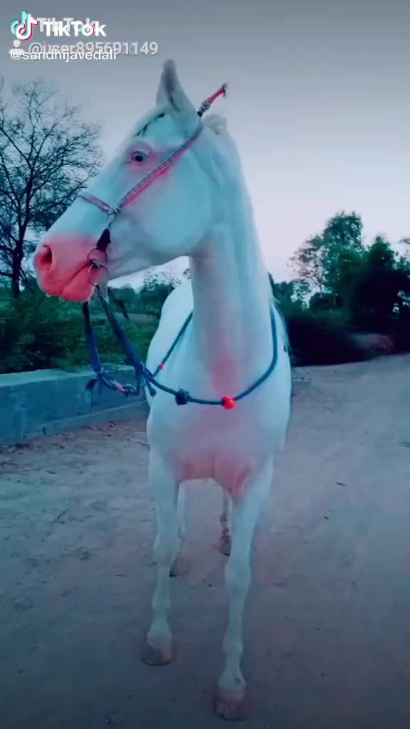 @HajiBhai malthari 🐴