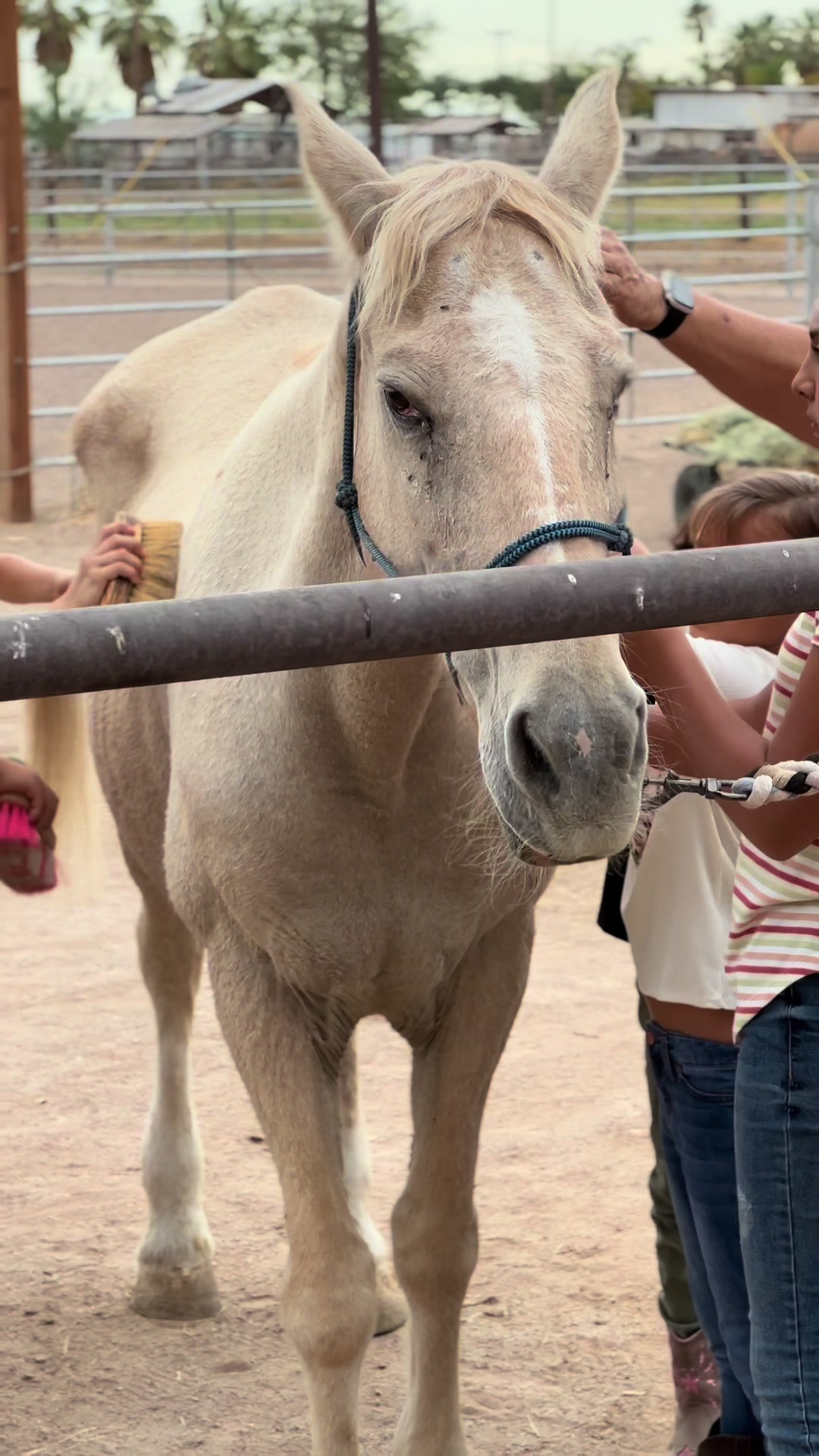 @Hooves &lsquo;n Hearts Equine Rescue