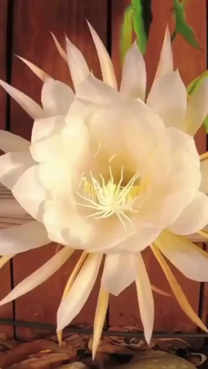 @cbdjskhbp0n