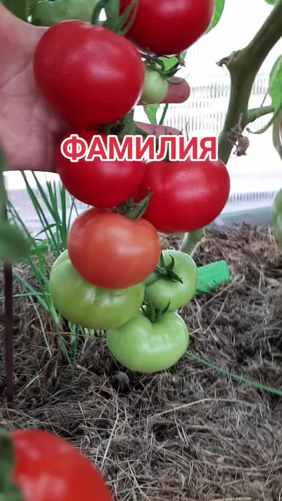 @Дача мечты
