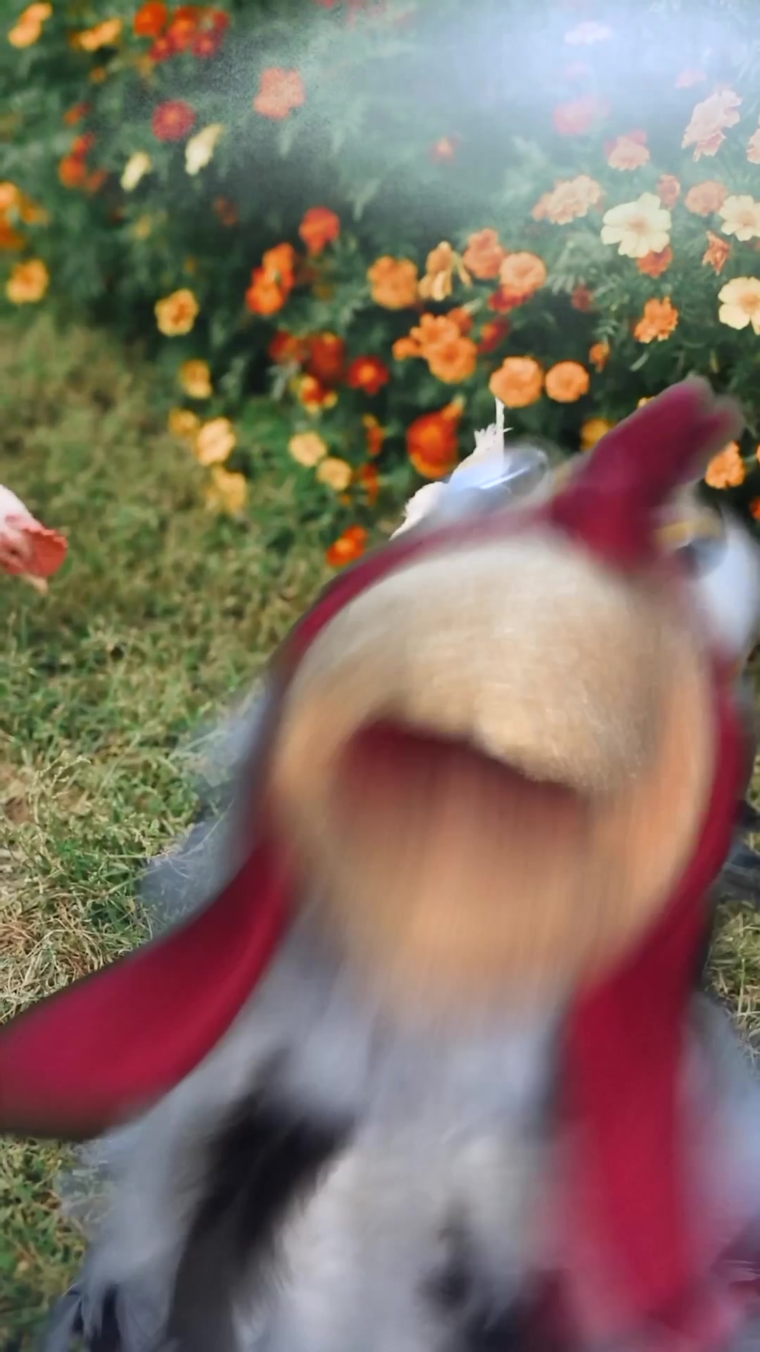 @The Doogles