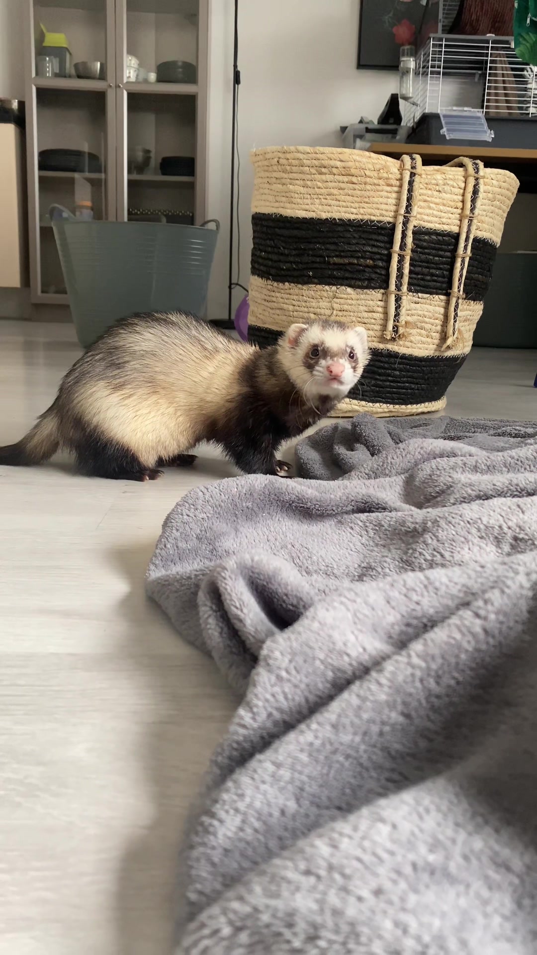 @FerretFiesta