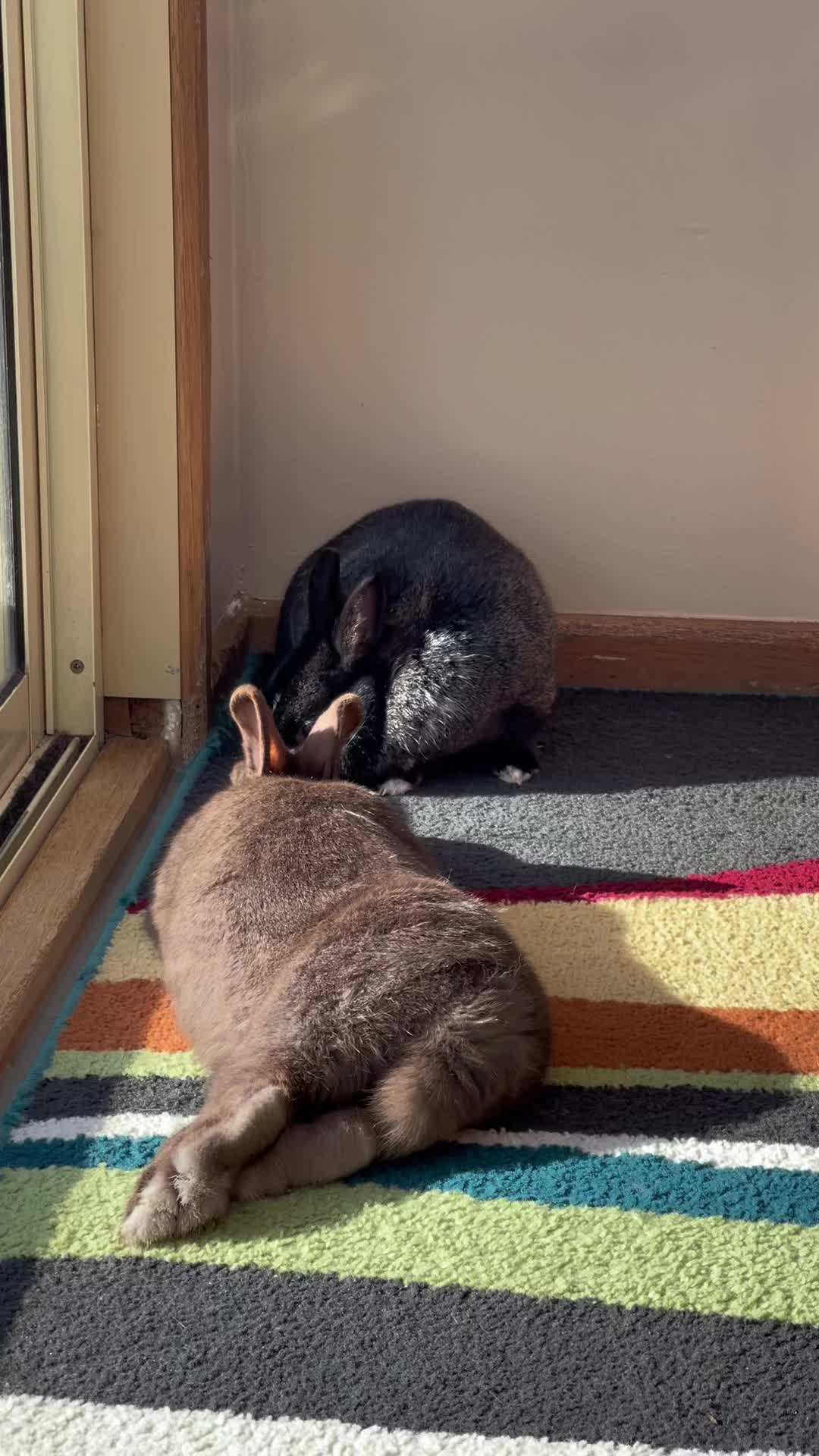 @Bunny rabbit chocolate 🍫
