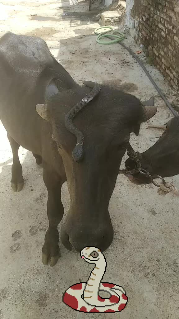 @Hitesh Rayka