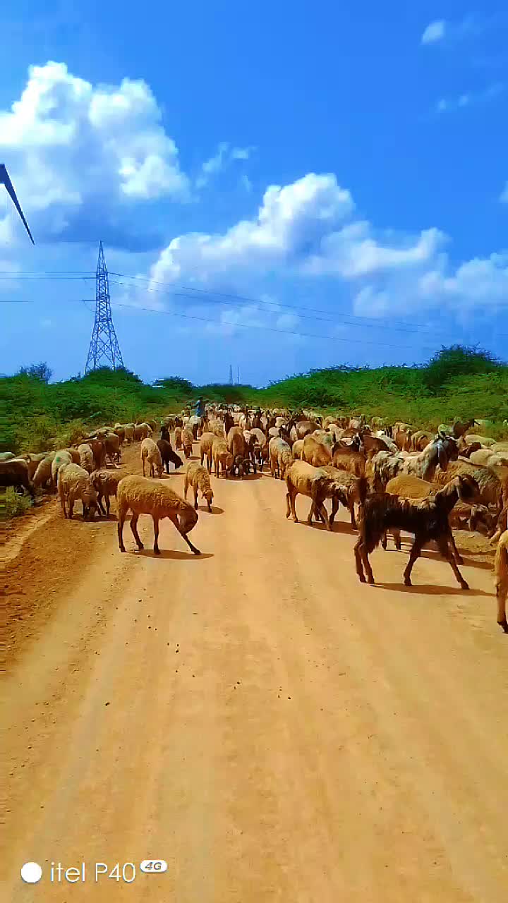 @Dhanji Koli2