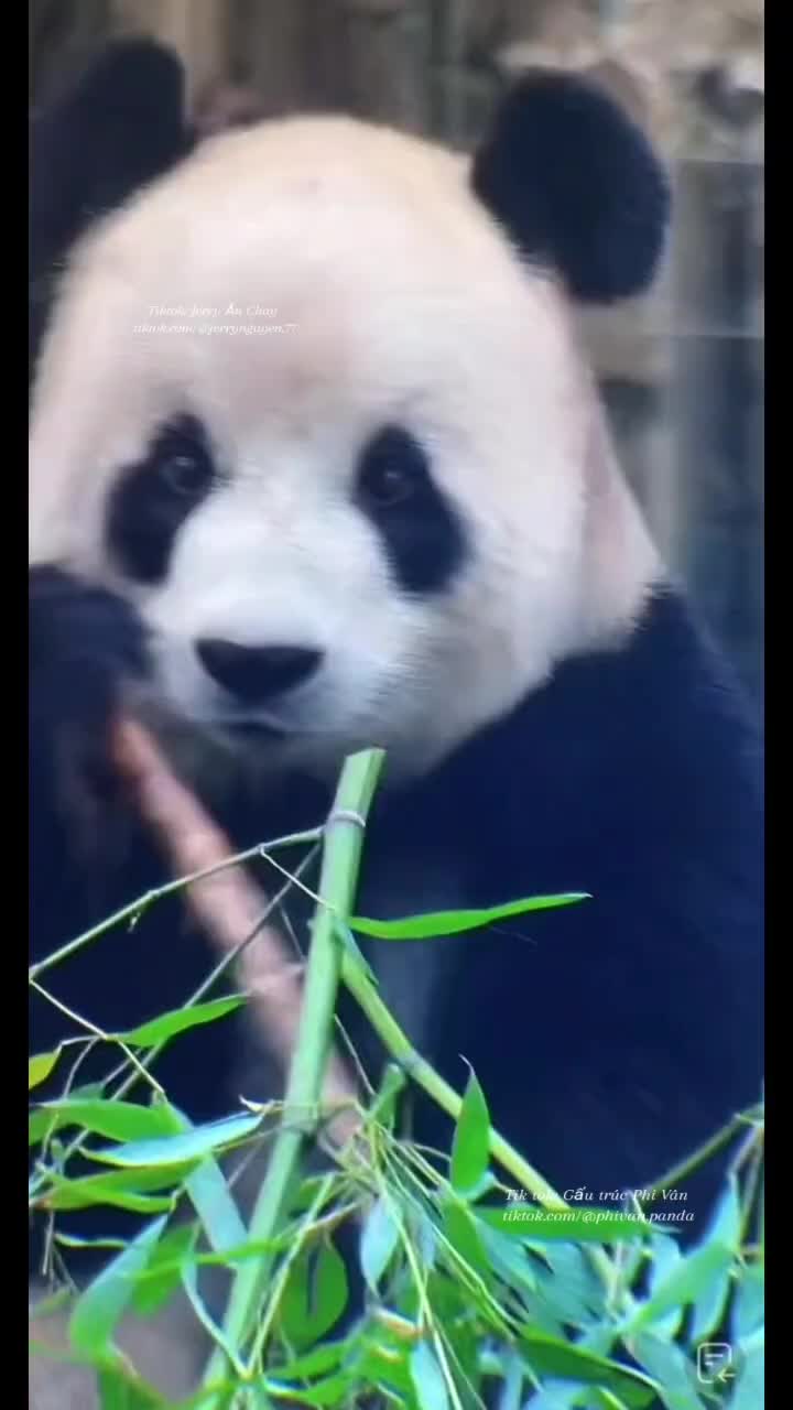 @Gấu tr&uacute;c Phi V&acirc;n