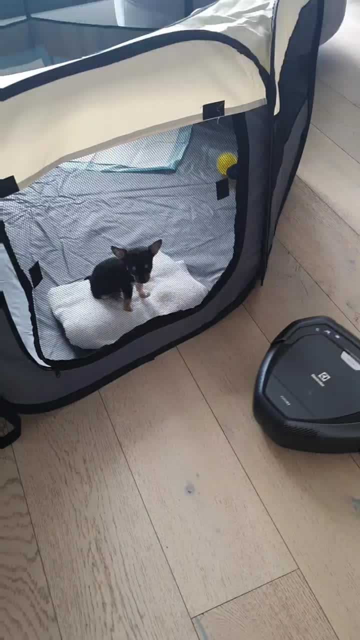 @Paco.the.Chihuahua