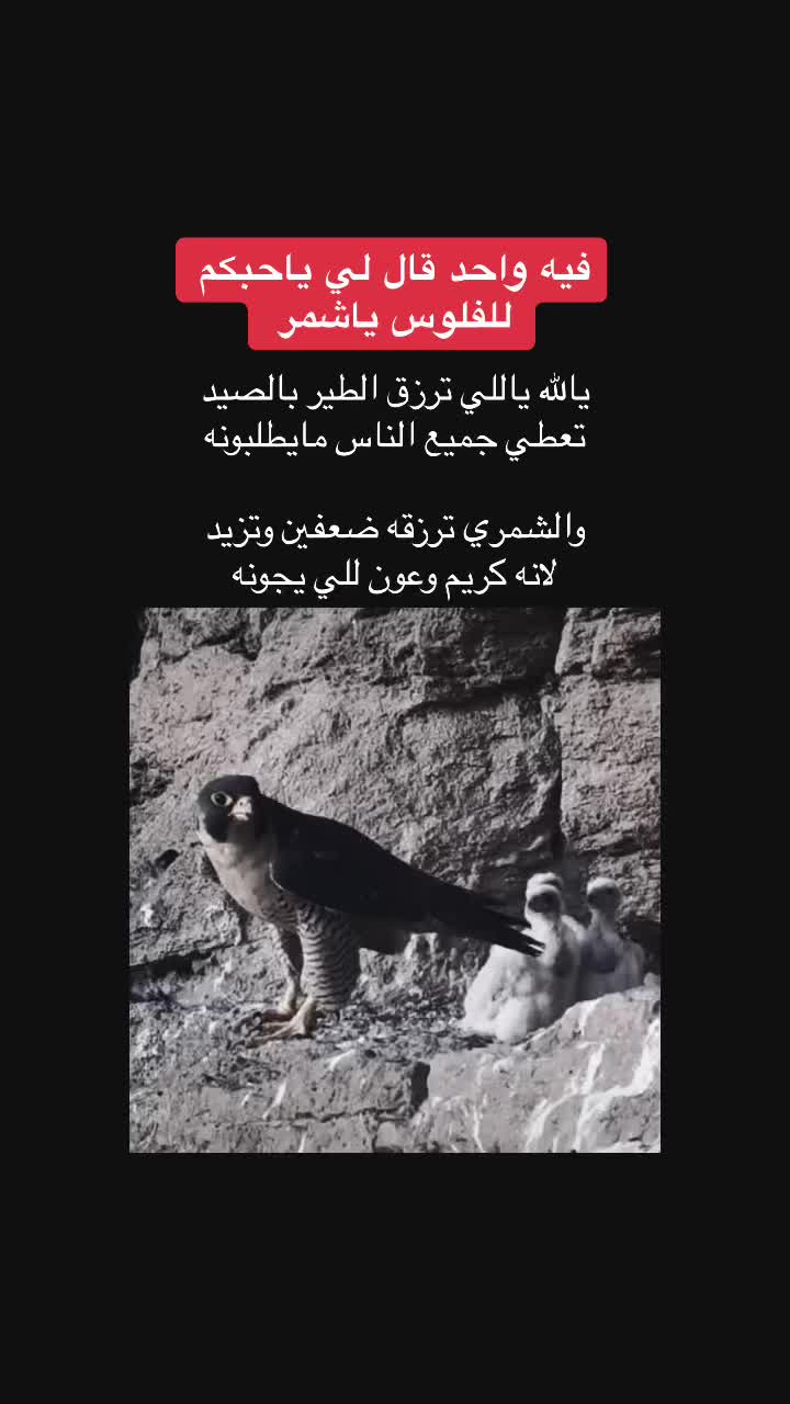 @نافع الشريهي K100