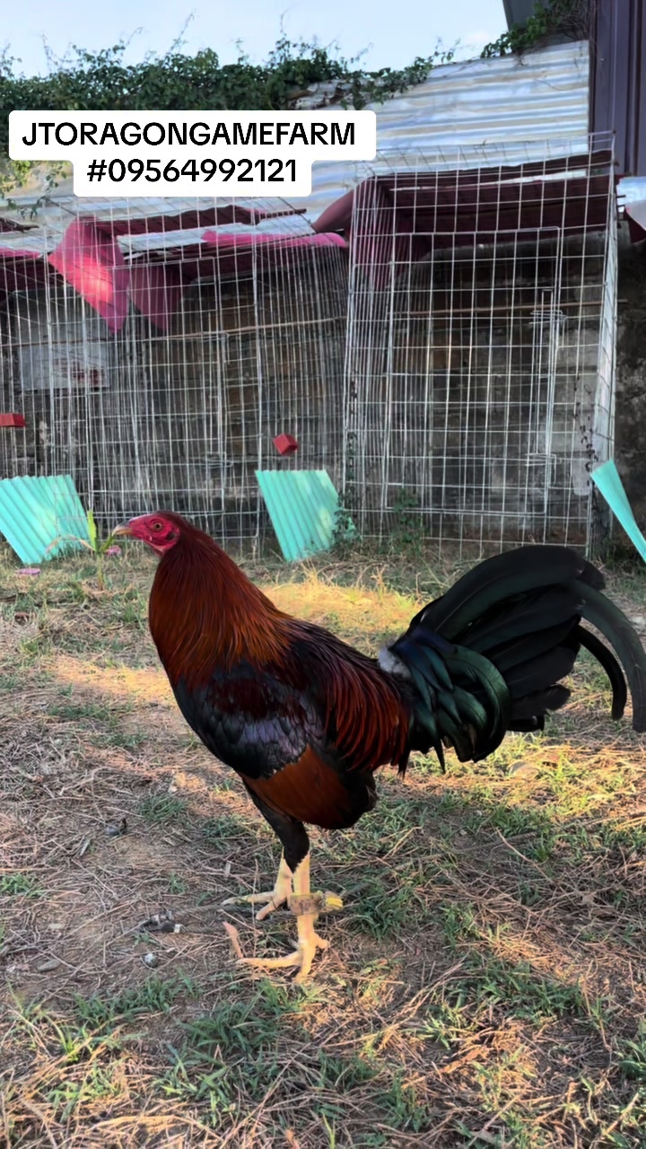 @JT ORAGON GAMEFARM