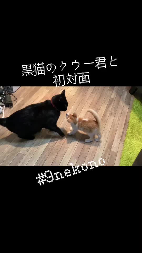 @9nekono