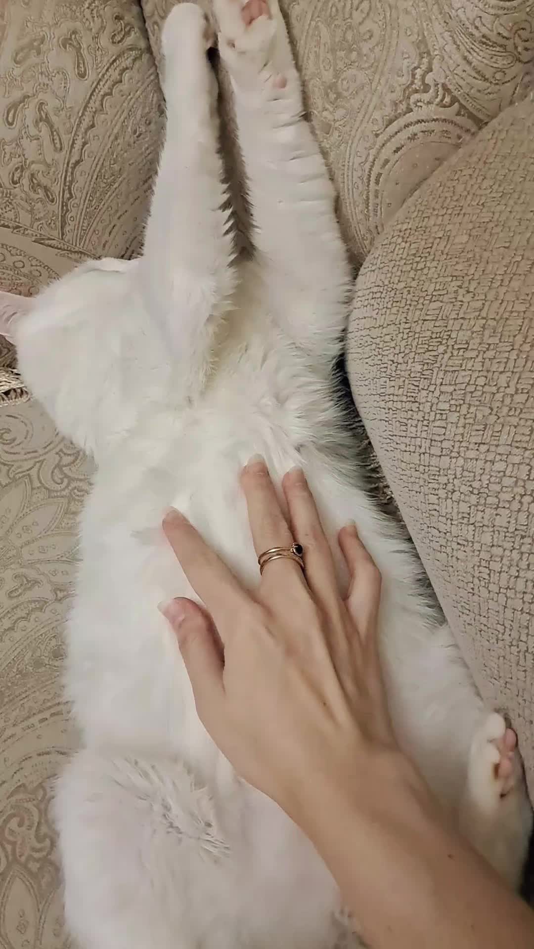 @cat_chul