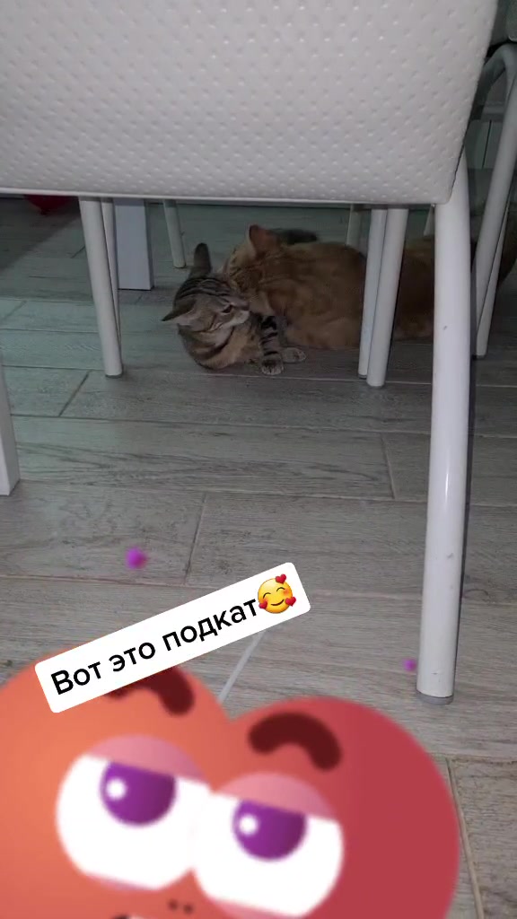 @Brunodiary