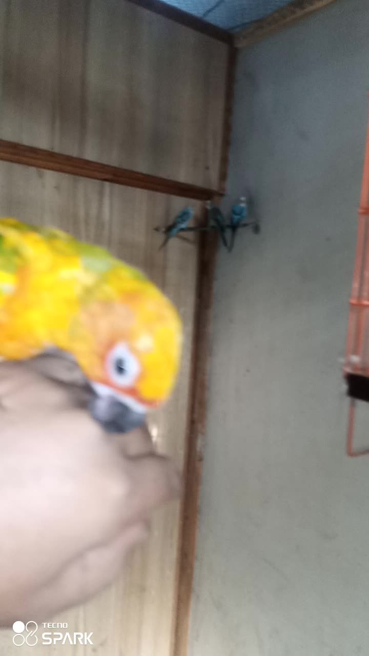 @,%Blue%Bird %