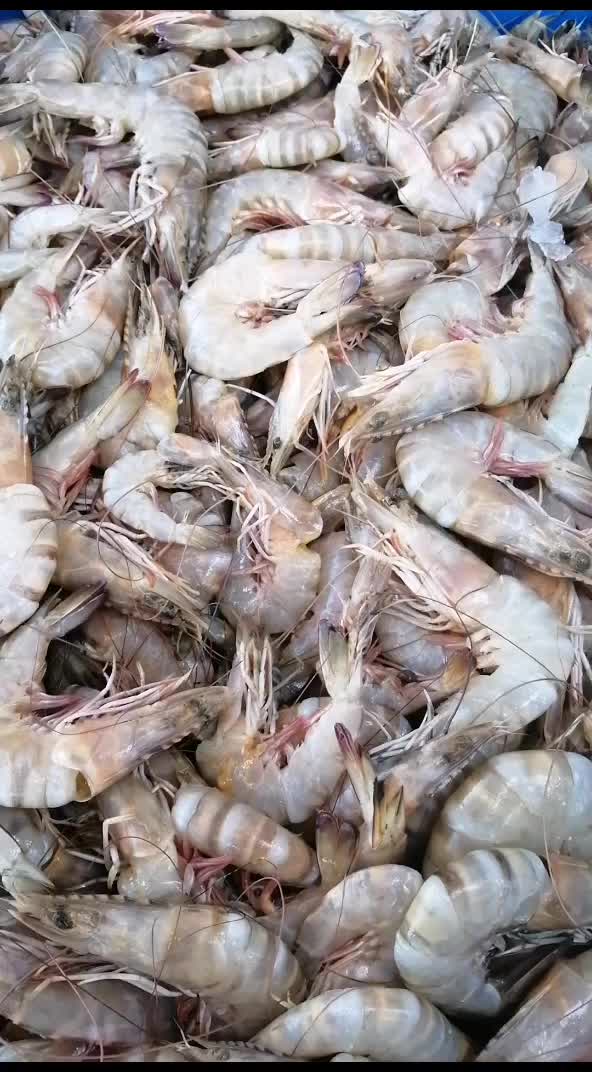 @fish mart@007