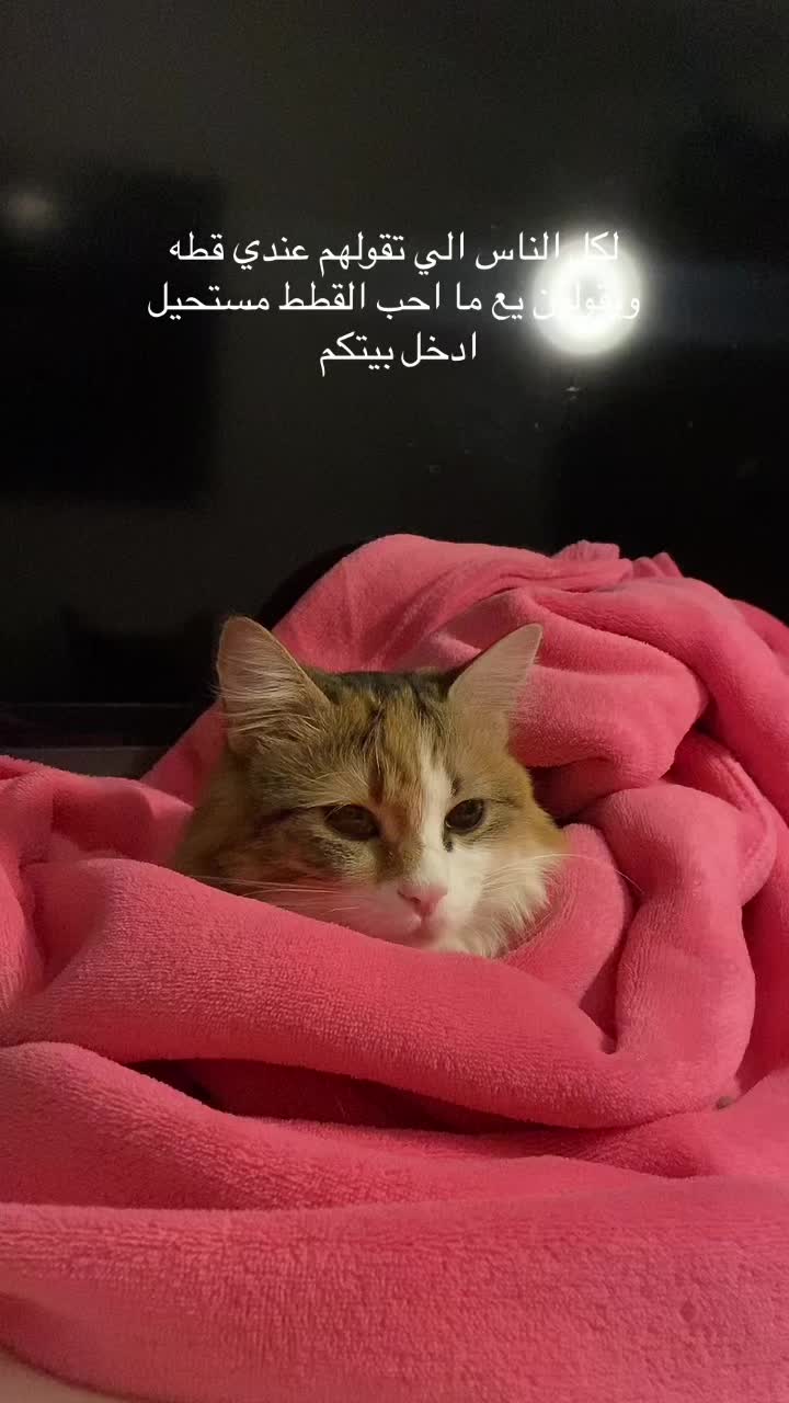 @Yunameow7