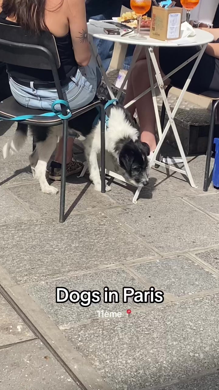 @dogs in Paris 🐶