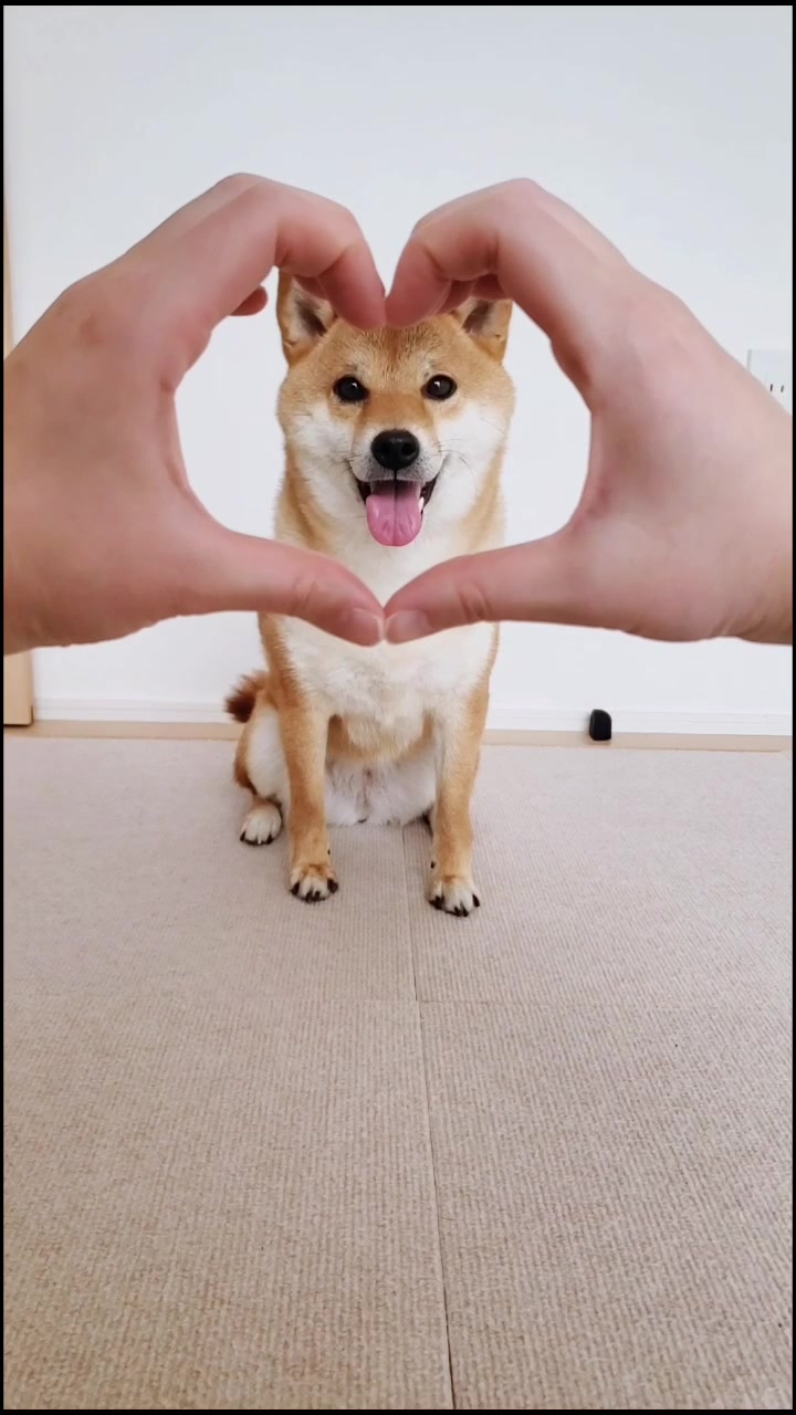 @柴犬コマリ