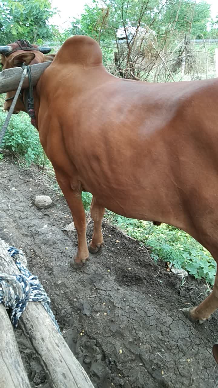 @भागवत आढाव