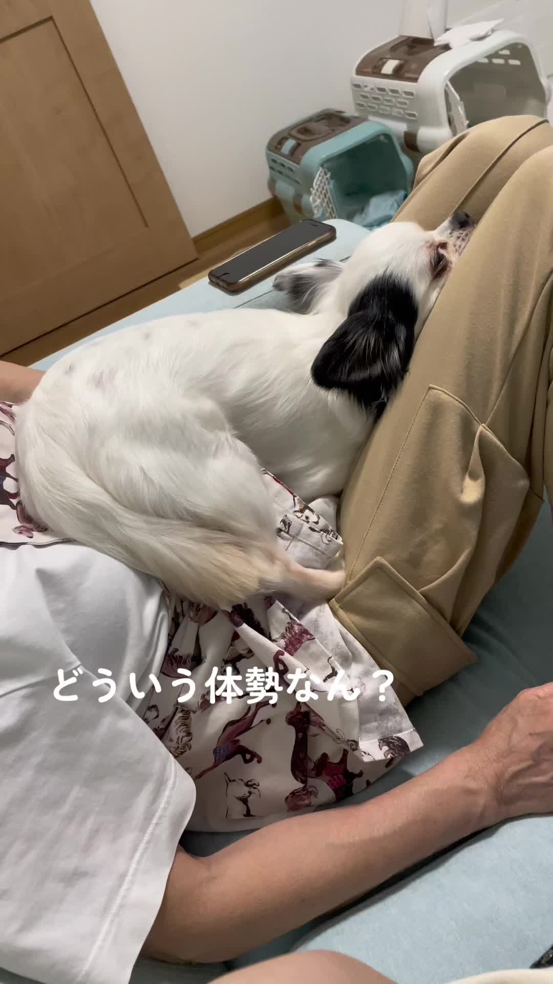 @みゆといぬ。