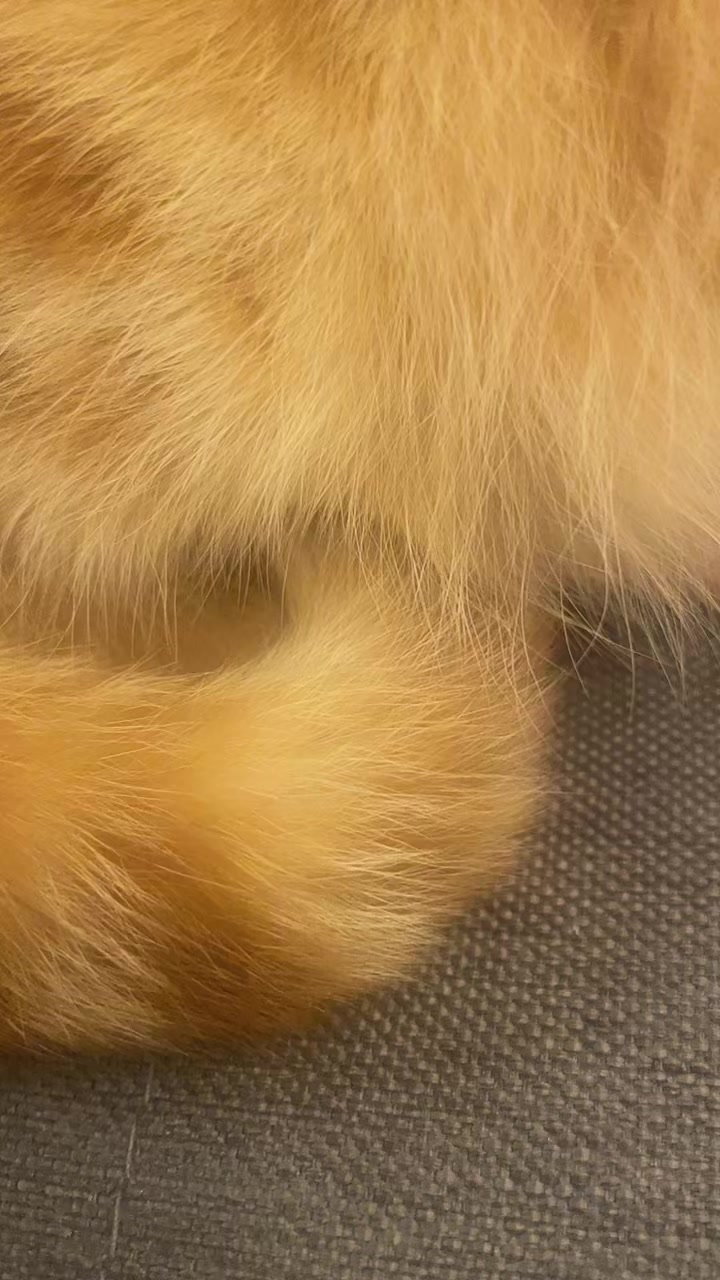 @社会人の猫暮らし🐈あめ