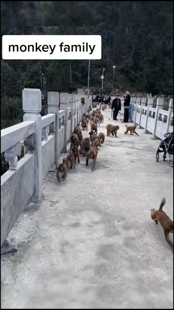 @petlove