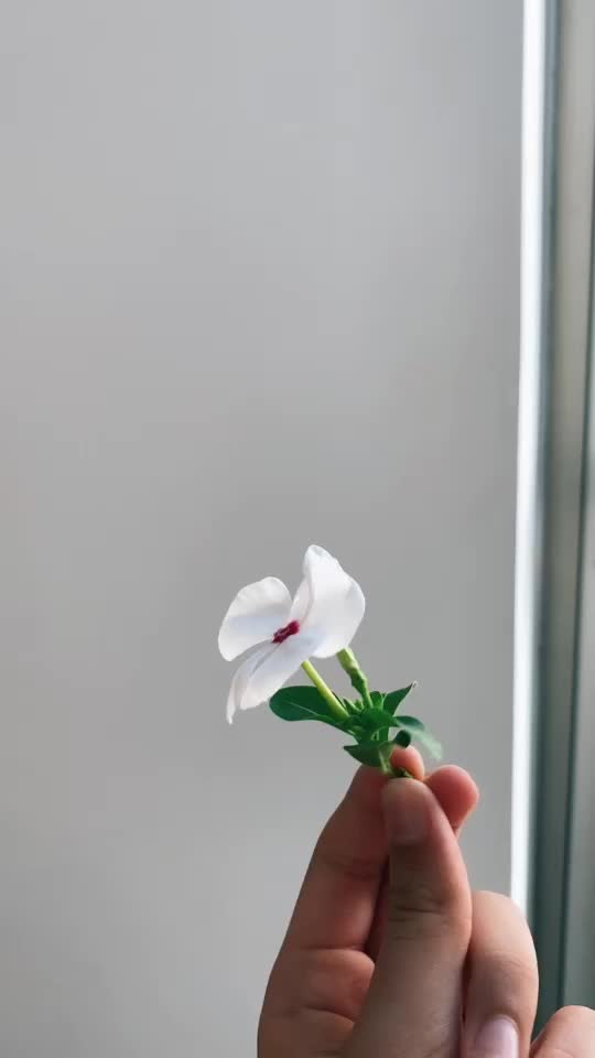 @tumblr vids!