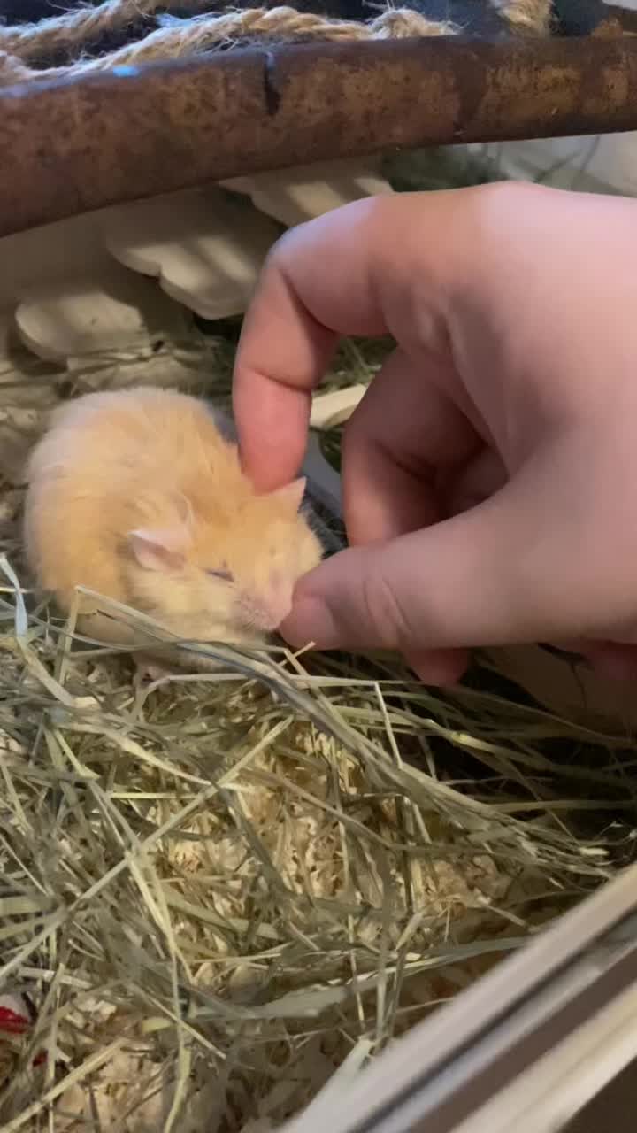 @ThatMouseGirl♡