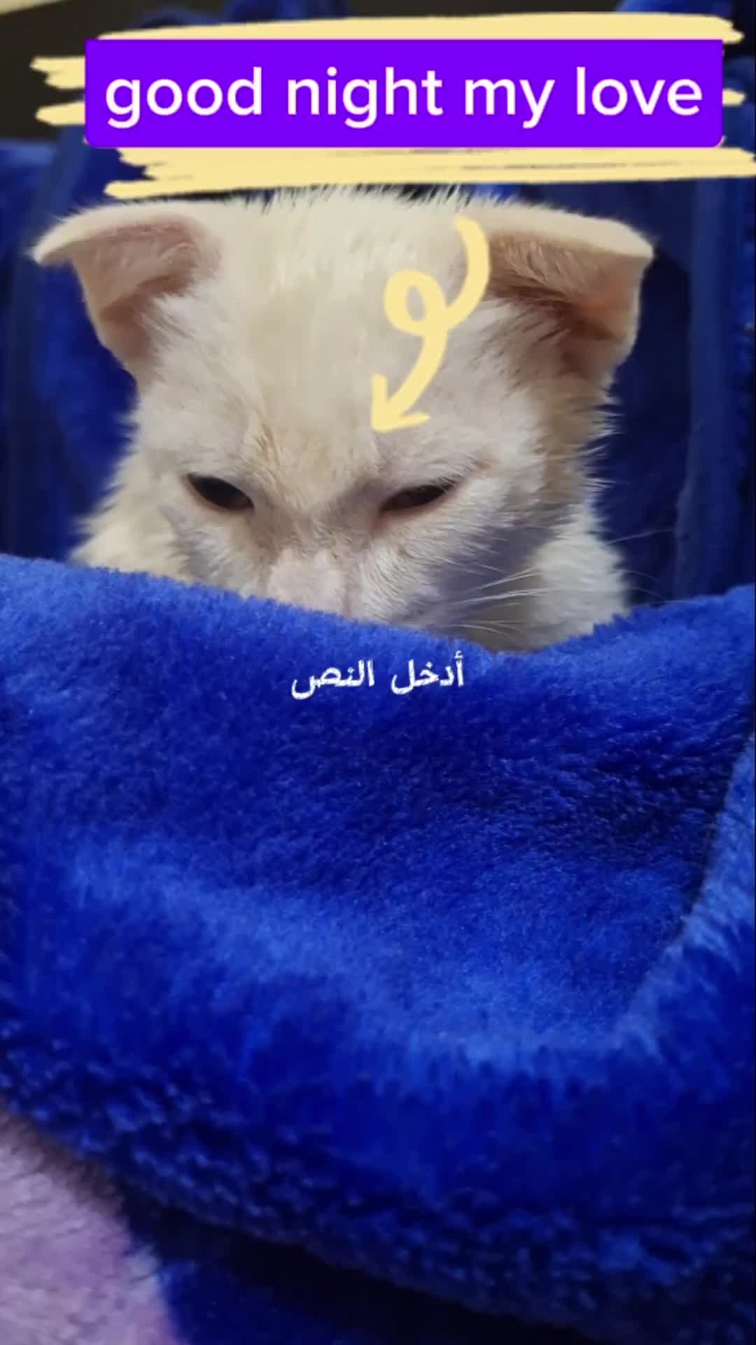 @White cat