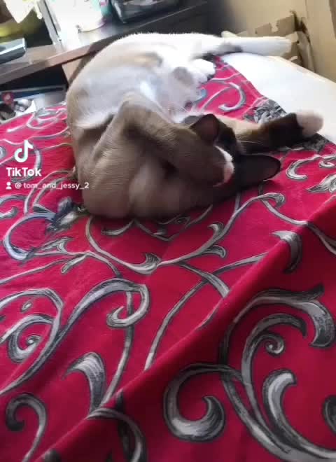 @tom_and_jessy_2