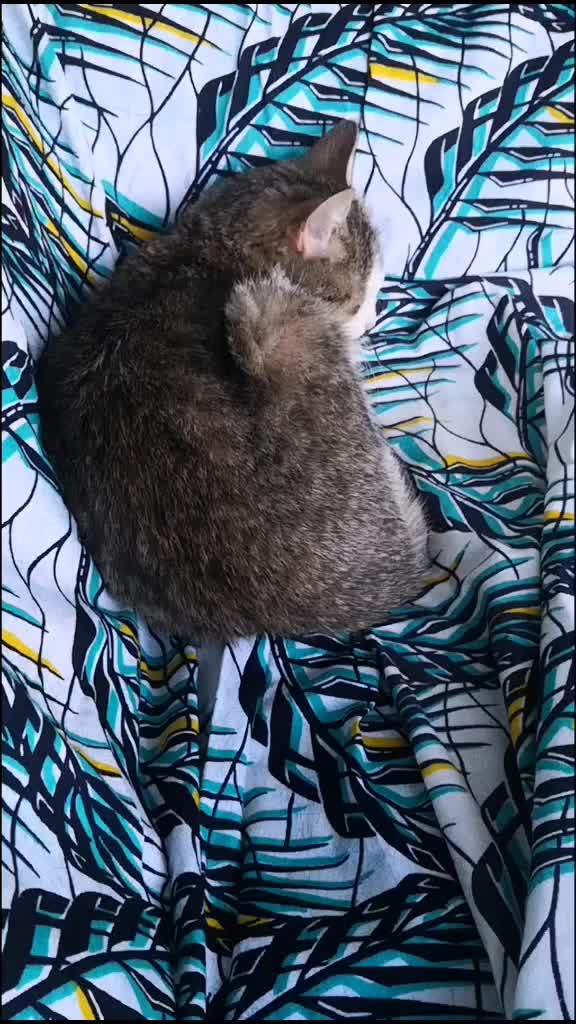 @Pêche 😺