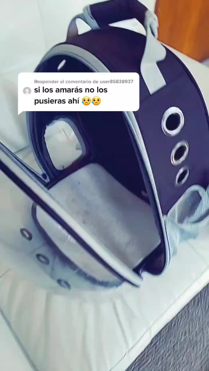 @Tiny Chihuahuas