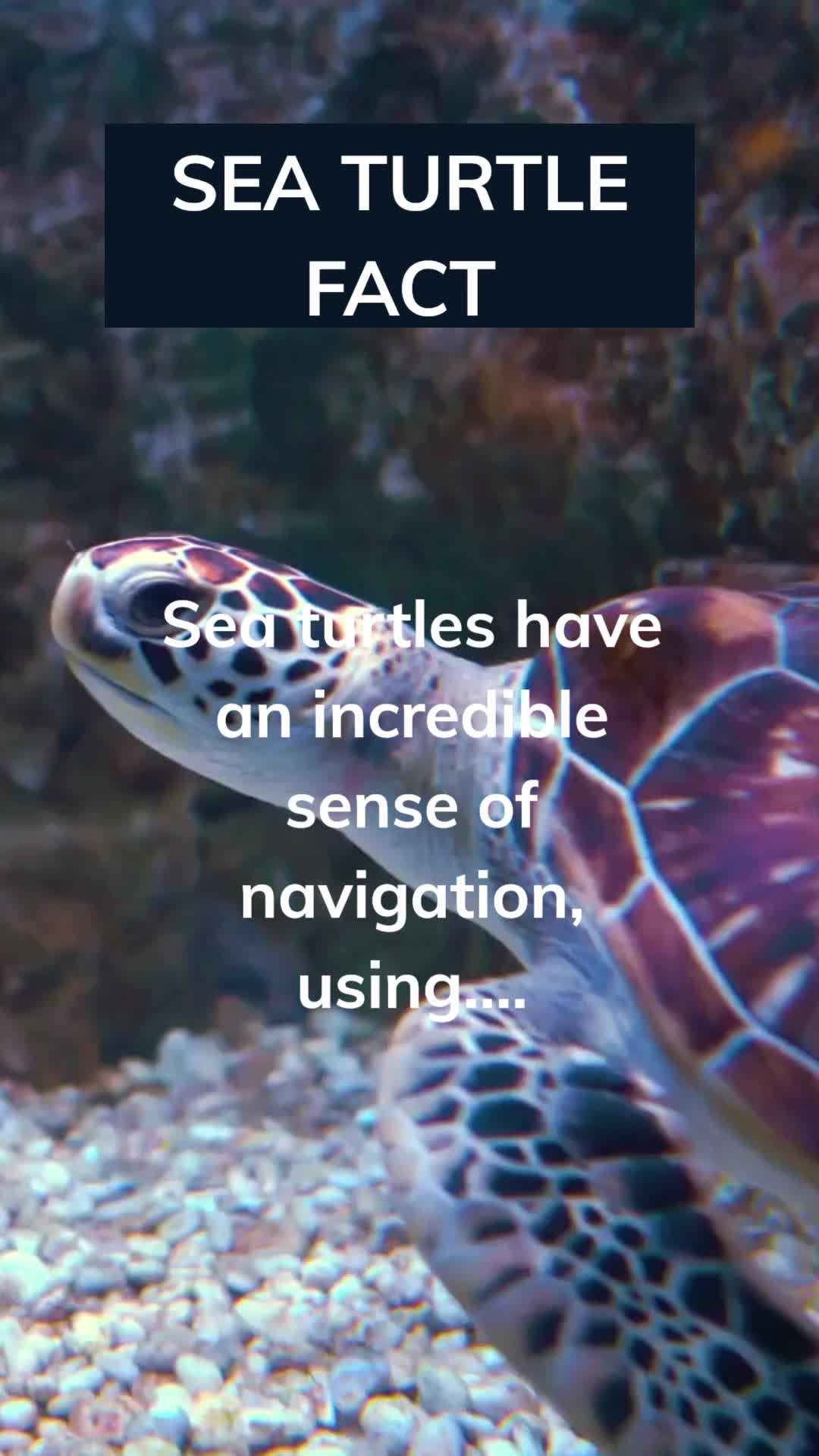 @Amusing Animal Facts