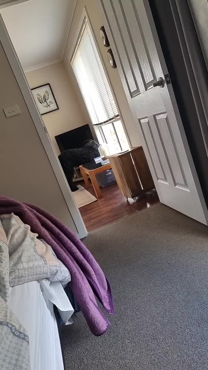 @MontyTheLabradoodle