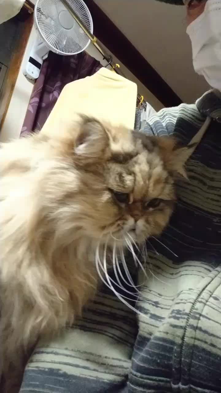@ネコゴリ🌸😸🌏💫