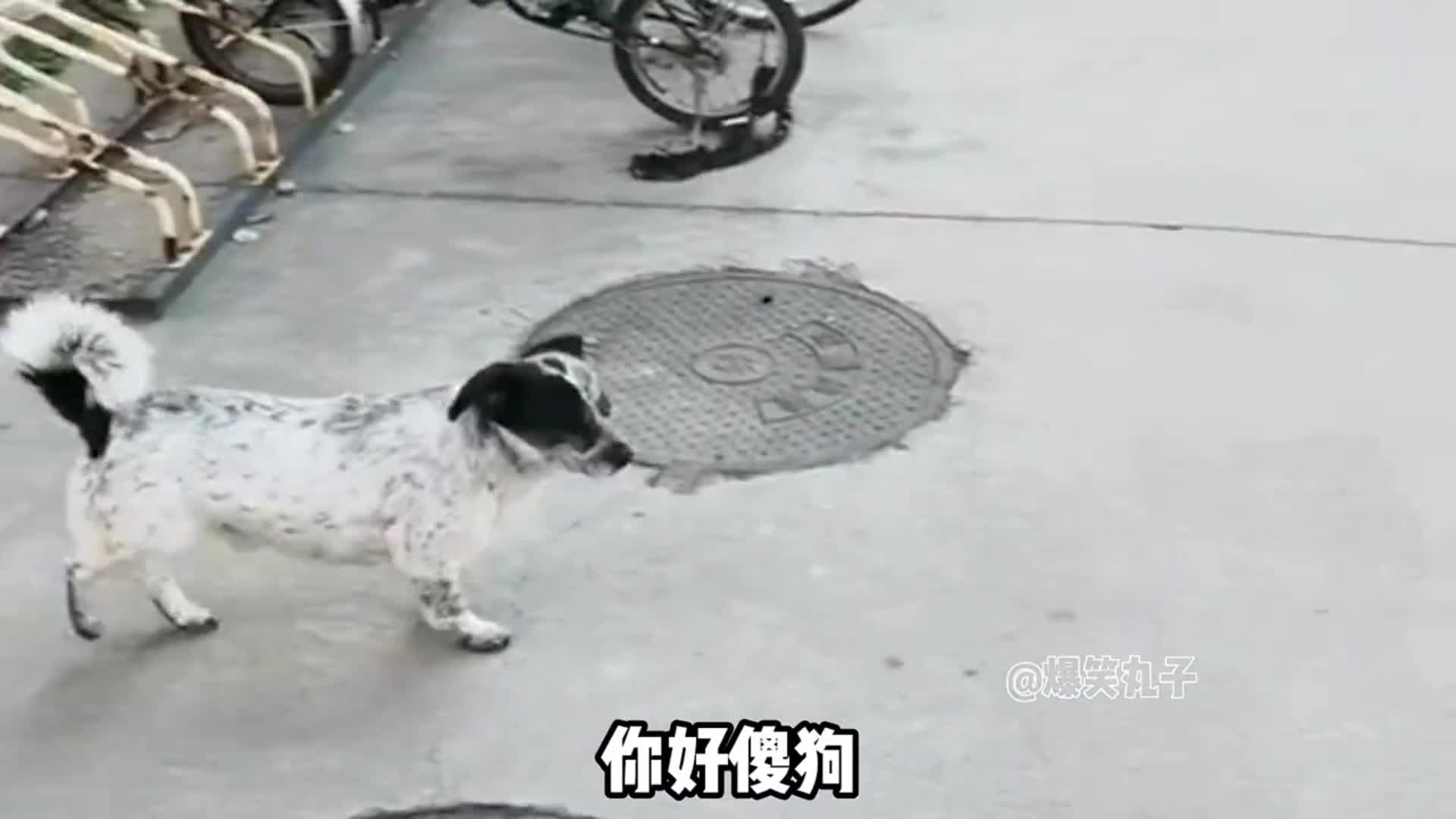 @Y&ecirc;u th&uacute; cưng