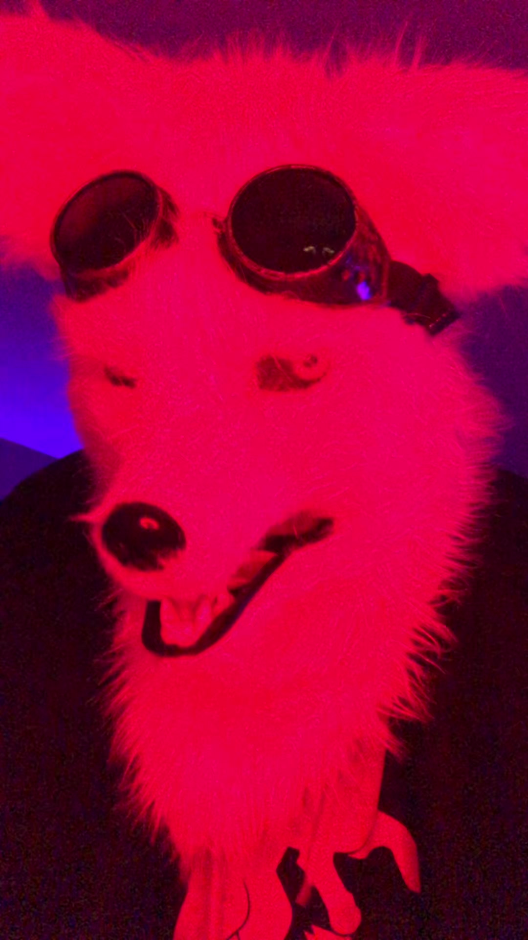 @Kitsu Foxx
