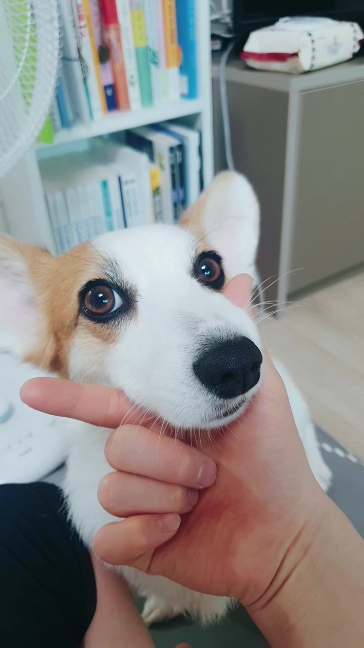@레몬바라보리
