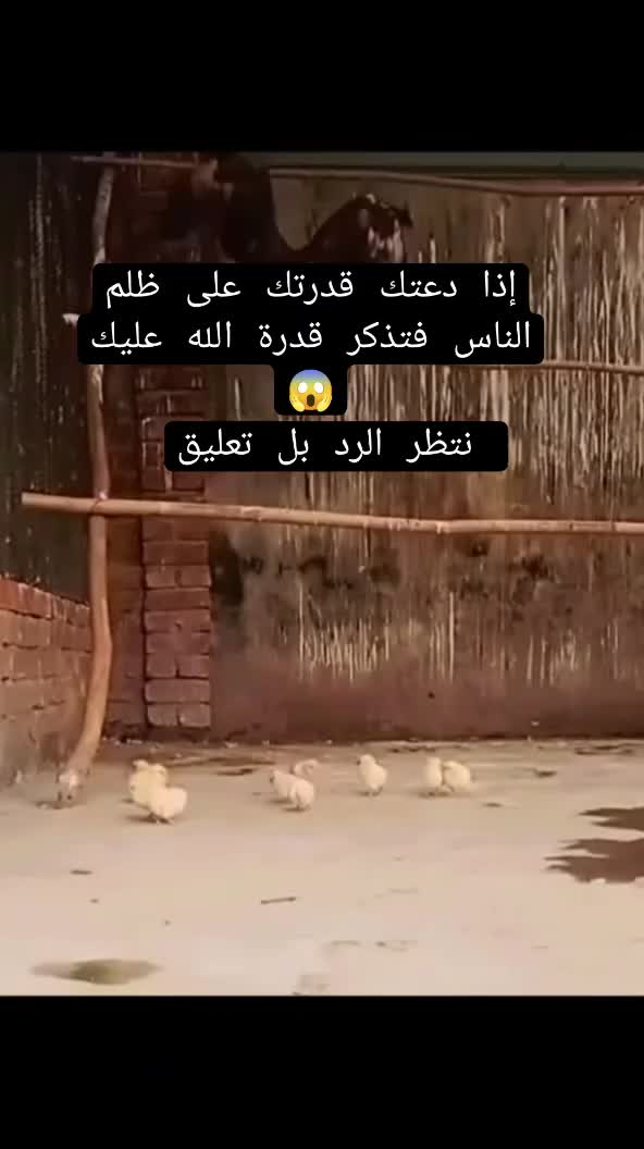 @Mustafa