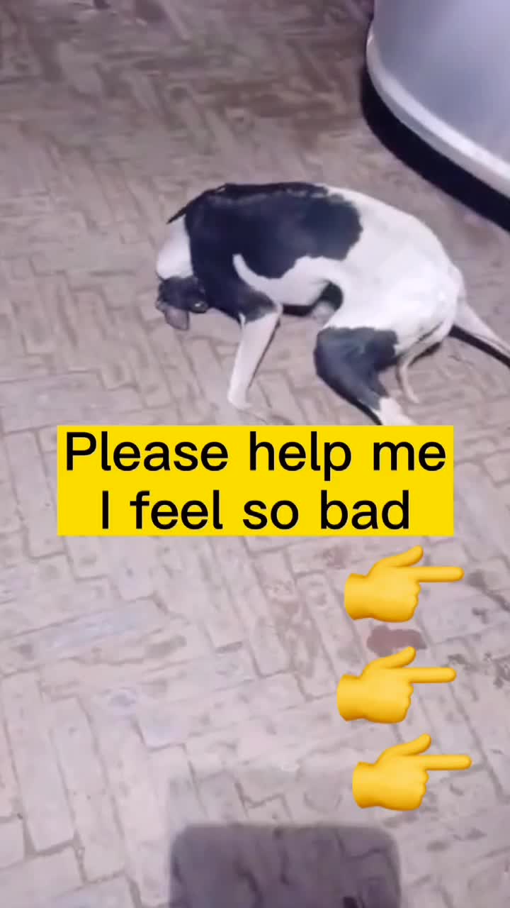@user6203380714964