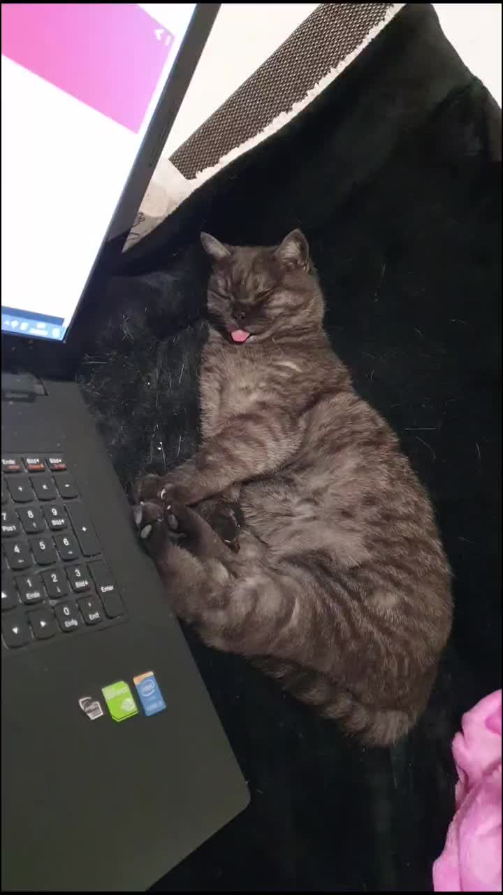 @the coconutkitty